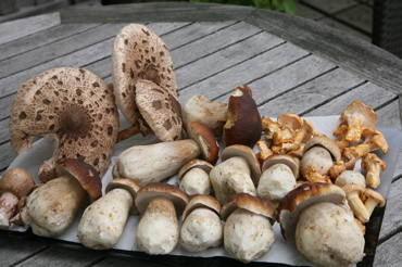 Pilze_Juli_11.jpg
