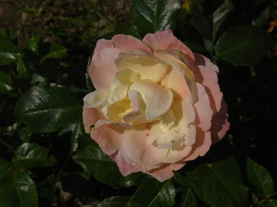 Rugelda_Sa.0801_RIMG0676.JPG