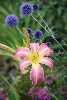OrchCors_2_11.JPG