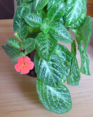 Episcia_Emerald_Green.jpg