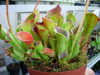 Heliamphora.jpg