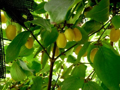 75-Cornus-mas-Flava-070829.jpg