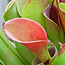 Heliamphora_2.jpg