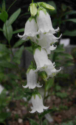 Campanula_barbata_alba_19.7.11._018.jpg