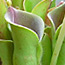 Heliamphora_3.jpg