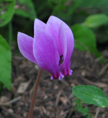 C.dark-purple-ax.jpg