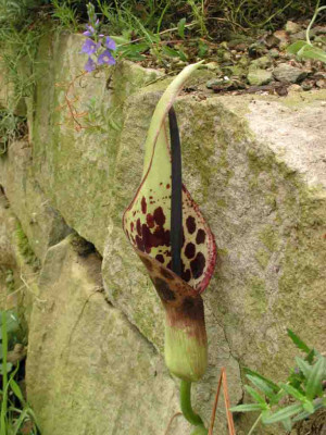 Arum_diocoridis_ssp._philistaeum.jpg
