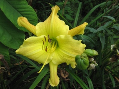 narrentanz_x_Hemerocallis_303.jpg