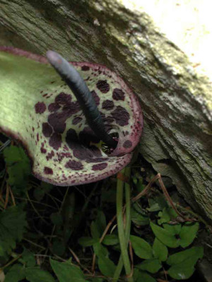 Arum_diocoridis_ssp._philistaeum_Inneres.jpg