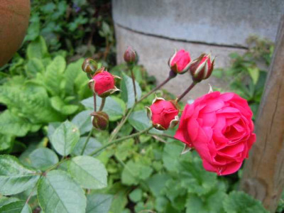 29.07.11_Sommerflor_006.JPG