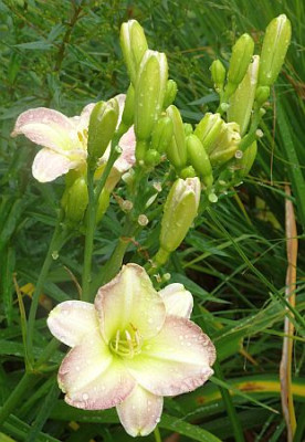 Raining_Violets_P10205581.jpg