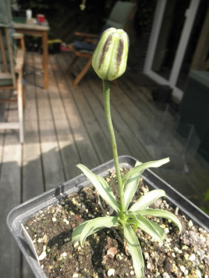 Lilium_lophophorum.jpg