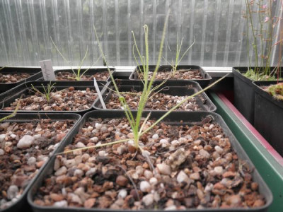 Drosophyllum.jpg