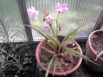 Drosera_regia.jpg