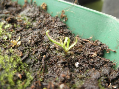 Drosera_regia-Samling.jpg