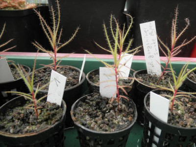 Roridula_gorgonias.jpg