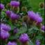 Centaurea_pseudophrygia_Avatar_forum.jpg