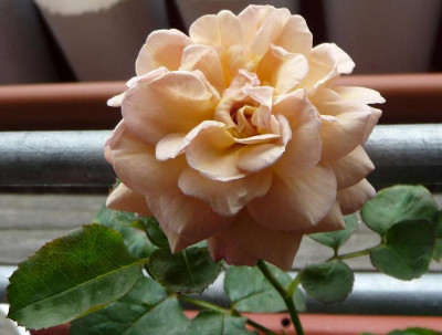 FDxHD1_29.JPG