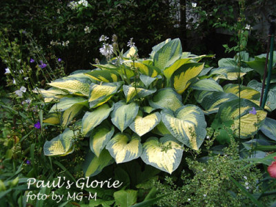 Hosta-Pauls-Glorie1.jpg