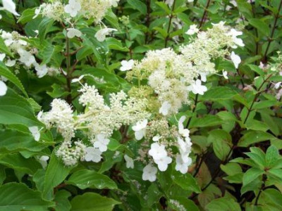 paniculata_Kyushu_1.jpg