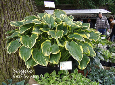 Hosta-Sagae2.jpg