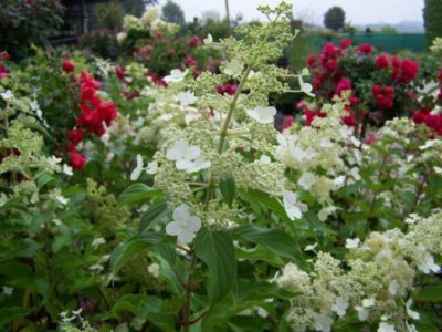 paniculata_Kyushu_2.jpg