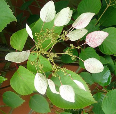 Hydrangea_P102033712.jpg
