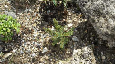 DSCN7169_kleinste_ulme_d.welt.jpg