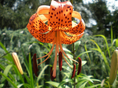 GP_lilium_lancifolium_2011e.jpg