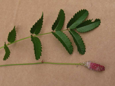 Sanguisorba_Samling_800x600.jpg
