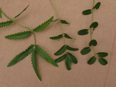 Sanguisorba_Laubvergleich_800x600.jpg