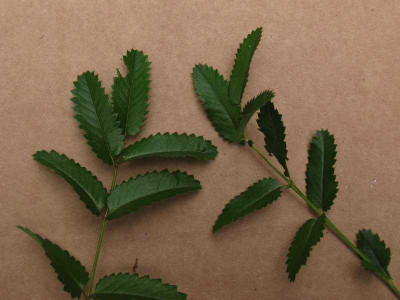 Sanguisorba_Laubvergleich_2_800x600_800x600.jpg