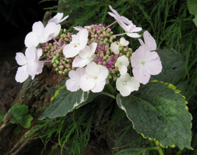 Hydrangea_macrophylla_Tricolor.jpg