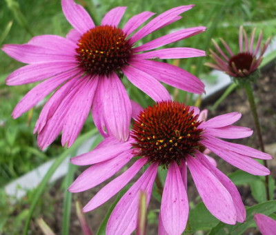 Echi_Prairie_Splendour_-_Forum.jpg