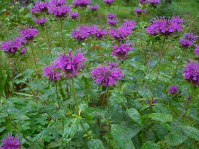 Monarda_unbekannt_Waldschrat.jpg