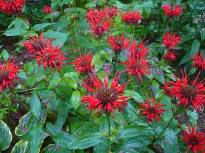 Monarda_unbekannt_Waldschrat_2.jpg
