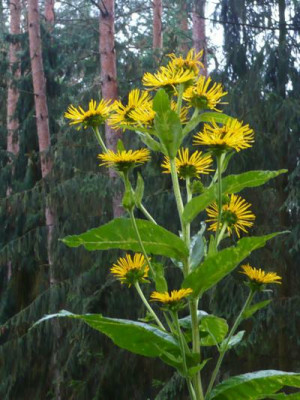 Inula_unbekannt_Waldschrat_2.jpg