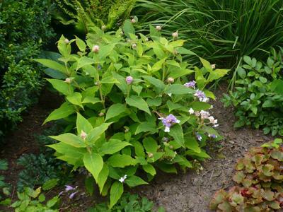 Hydrangea_involucrata_Dwarf_Form_troll_1.jpg