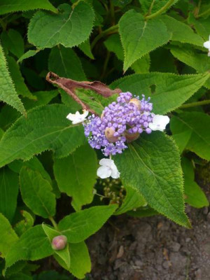 Hydrangea_involucrata_Dwarf_Form_troll_2.jpg