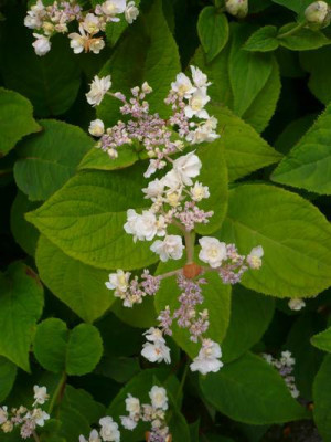 hydrangea_involucrata_Hortensis_troll.jpg