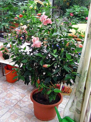 Oleander_25jahrig.jpg