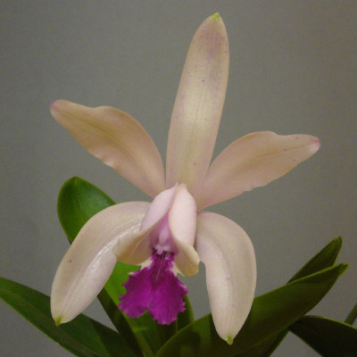 Cattleya_intermedia_A_900x900_80KB.jpg
