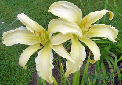 GT10-GA2b_Plemplem_X_Heavenly_Angel_Ice_P10205921.jpg