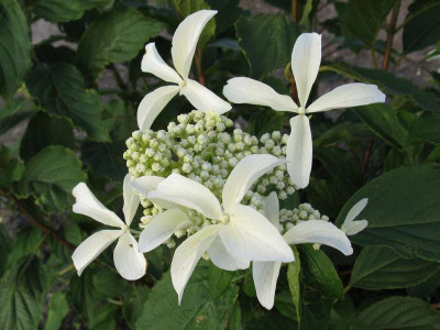 Hydrangea_paniculata_Great_Star_800x600.jpg
