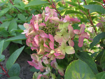 Hydrangea_paniculata_Wims_Red_2_800x600.jpg