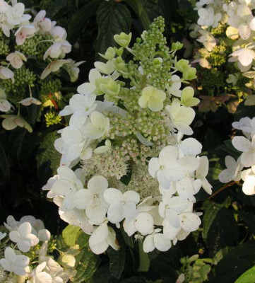 Hydrangea_paniculata_Uniique_2_800x600.jpg