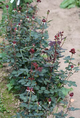 burgundy_velvet.jpg