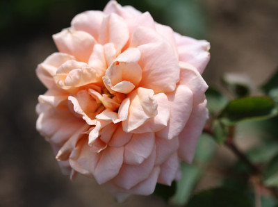 reve_apricot.jpg