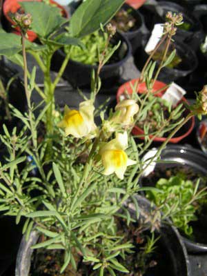 Linaria_aeruginea_nevadensi.jpg