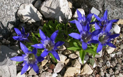 comp_Gentiana_paradoxa_03.08.11.jpg